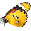 https://faridabadkennel.in/wp-content/uploads/2019/08/butterfly-2.png